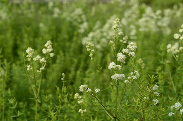 Closeup Galium boreale known as northern bedstraw with blurred background in summer garden