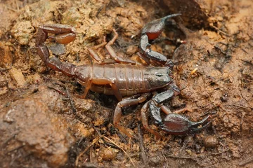 Foto auf Leinwand Close up of the Pacific or Western Forest Scorpion , Uroctonus mordax from North America © Henk
