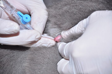 a veterinarian performs catheterization of the bladder of a cat with urolithiasis