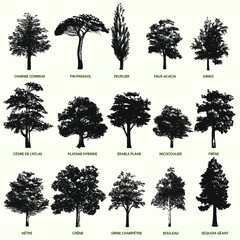 illustration vectorielle de famille et variété d'arbres - obrazy, fototapety, plakaty