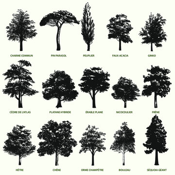 illustration vectorielle de famille et variété d'arbres