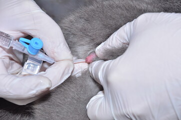 a veterinarian performs catheterization of the bladder of a cat with urolithiasis