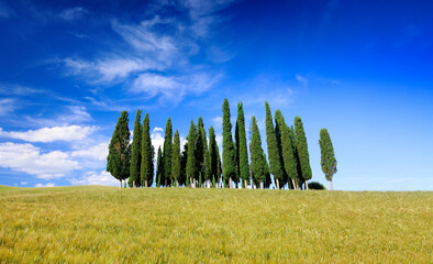 Idyllic view, Italian beautiful landscape, group of cypresses among green fields of tuscany