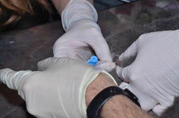 a veterinarian performs catheterization of the bladder of a cat with urolithiasis