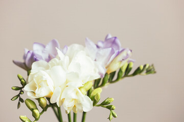 Bouquet of white and lilac freesias. Spring flower.