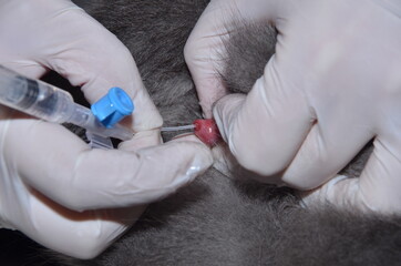 a veterinarian performs catheterization of the bladder of a cat with urolithiasis