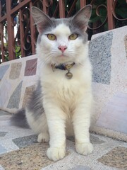 Obraz premium Cat looking