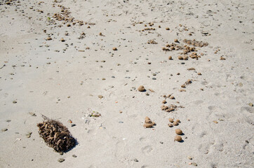 Neptunbälle am Sandstrand