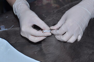 a veterinarian performs catheterization of the bladder of a cat with urolithiasis