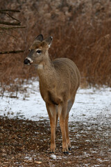White-tailed deer on hiking trail