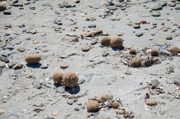 Neptunbälle am Sandstrand