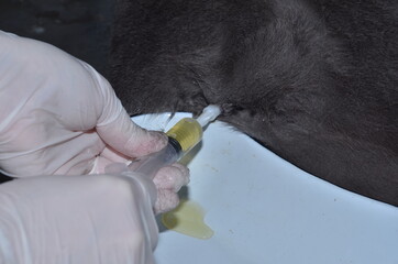 a veterinarian performs catheterization of the bladder of a cat with urolithiasis