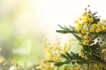 Beautiful mimosa plant on blurred background, closeup. Space for text