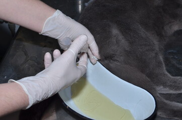 a veterinarian performs catheterization of the bladder of a cat with urolithiasis