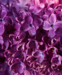 Naklejka na ściany i meble Beautiful purple lilac flowers. Macro photo of lilac spring flowers.