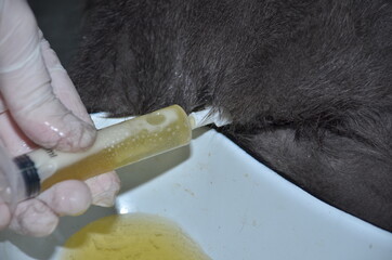 a veterinarian performs catheterization of the bladder of a cat with urolithiasis