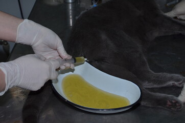 a veterinarian performs catheterization of the bladder of a cat with urolithiasis