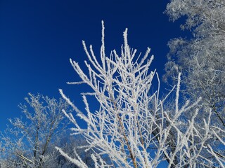 Raureif am Frosttag