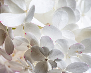White hydrangea flower close-up. Hydrangea arborescens. Floral background.