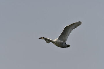 Mute Swan in flight with spread wings