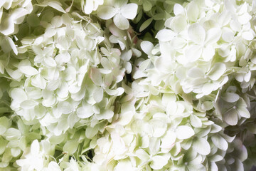 White hydrangea flower close-up. Hydrangea arborescens. Floral background.