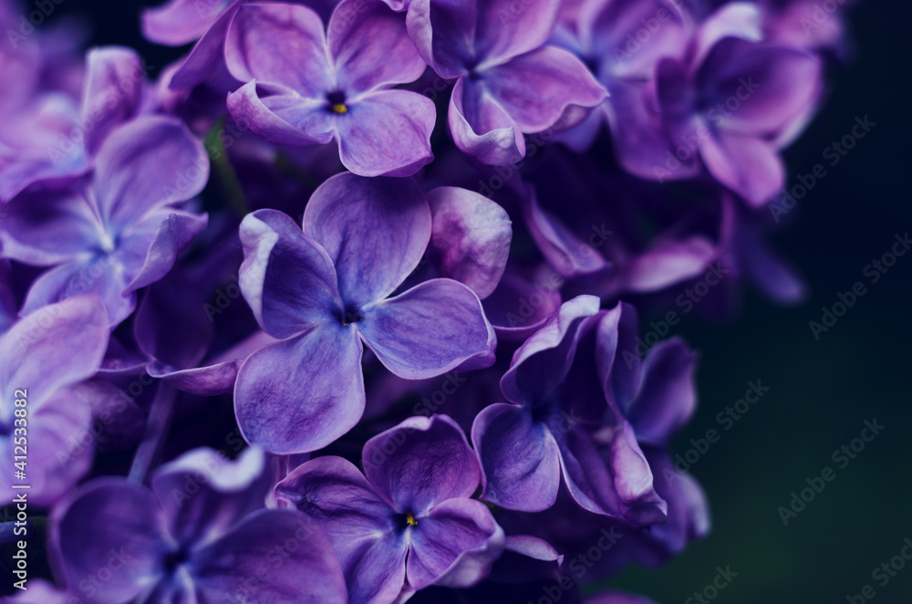 Wall mural Beautiful purple lilac flowers. Macro photo of lilac spring flowers.