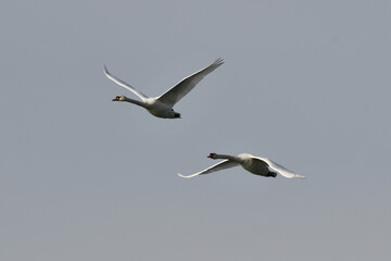 Fototapeta na wymiar Mute Swans in flight with spread wings
