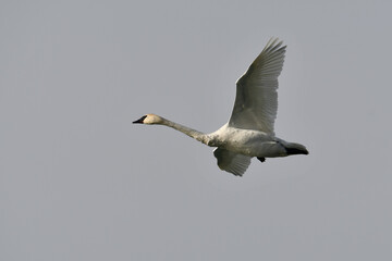 Trumpeter Swan in flight with spread wings