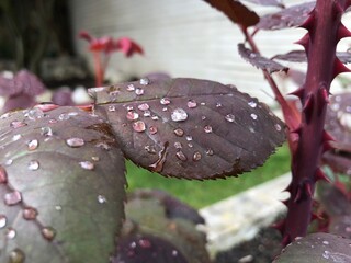 rocio, agua, gota, seta, otoñal, naturaleza, bosque, fúngico, seta venenosa, alimento, rojo,...