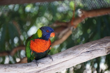 rainbow lorikeet parrot