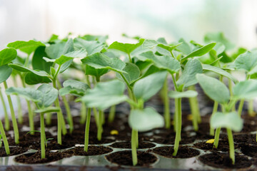 A lot of sapling of green melon in Nursery tray
