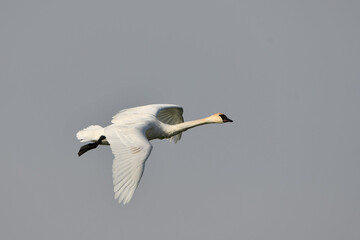 Trumpeter Swan in flight with spread wings