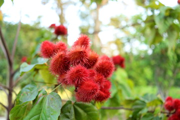 Bright red fruits of of achiote tree or annatto tree on branch and blur background. 