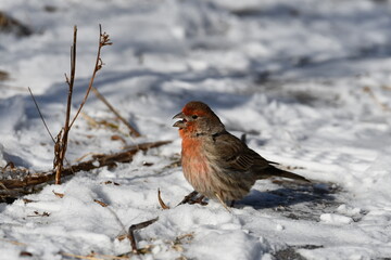 House Finch sitting in snow