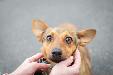 Cute red orange corgi mix puppy. Mix breed happy dog
