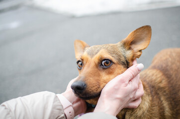Cute red orange corgi mix puppy. Mix breed happy dog
