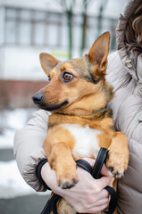 Cute red orange corgi mix puppy. Mix breed happy dog