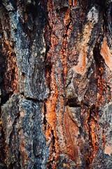 bark of a tree