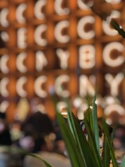 flor, tulipa, primavera, fábrica, naturaleza, flor, tulipa, verde, amarilla, hermoso, huerta, decoraciones, flora, rojo, alimento, alumbrado, blanco, variopinto, borrón, florecer, campa, beldad, hojas