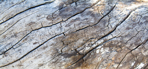 Wood texture, natural background.