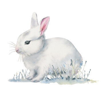 Watercolor cute white bunny Illustration on white background.