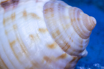 sea ​​shell and golden ratio in nature, abstract photograph produced with macro shooting techniques.