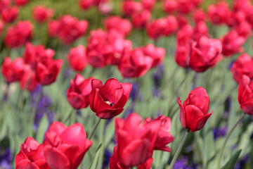 bed of red tulips in spring