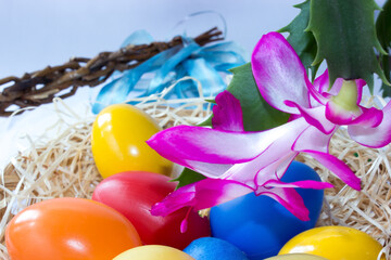 Chicken colorful eggs and flower of easter cactus