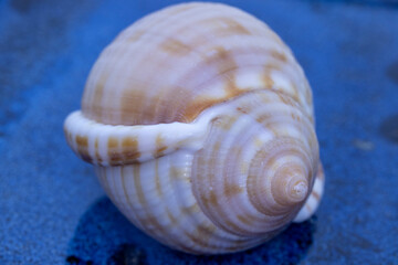 sea ​​shell and golden ratio in nature, abstract photograph produced with macro shooting techniques.
