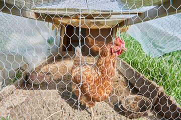 a hen in a country chicken coop