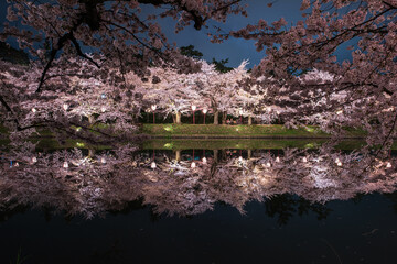 Fototapeta na wymiar 弘前の桜は夜に妖艶に魅了する