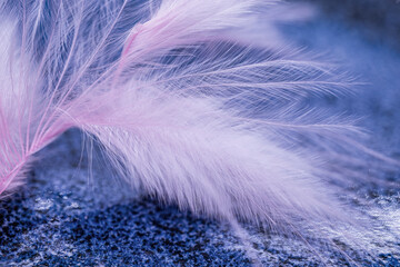 feather texture is photographed in abstraction. Produced with macro photography technique.
