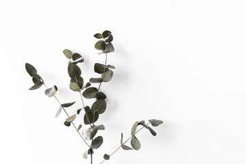Eukalyptusfoto schlicht vor weißer Wand, Greenery Trend, Freisteller mit viel Weißraum 