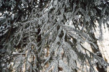 Fototapeta na wymiar Winter landscape with snow. Close up of fur tree covered with ice and snow.